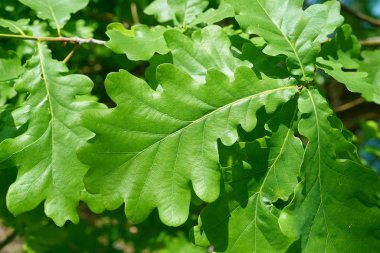   İlkbaharda ortak meşe yaprakları (Quercus robur)                             