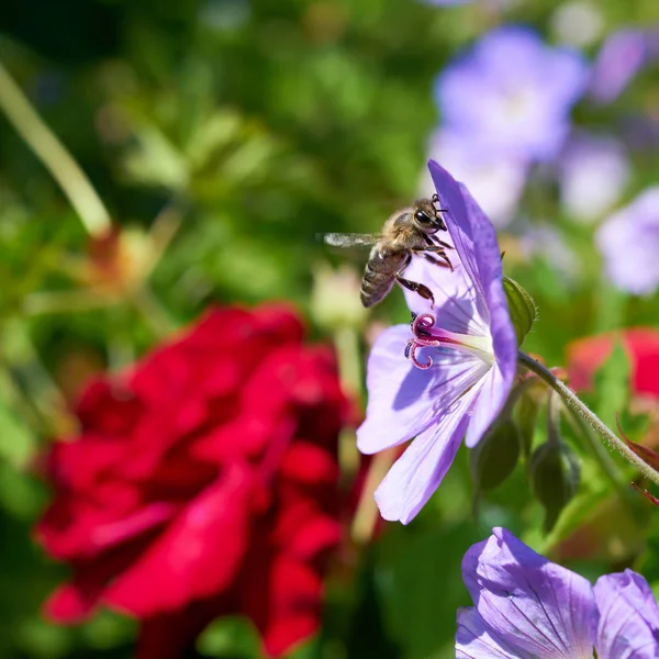 Bin Vid Pollinering Blomma Våren — Stockfoto