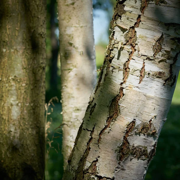 Bir Huş Ağacının Gövdesi Ormanda Yürüyüş Yolunda — Stok fotoğraf