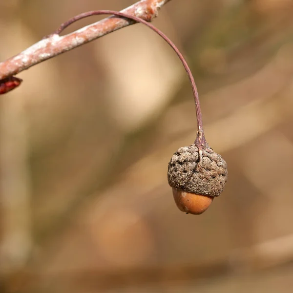 Ngiliz Meşe Palamudu Quercus Robur Kışın Bir Dalda — Stok fotoğraf