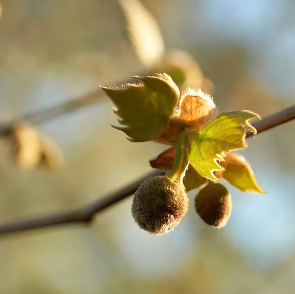 Hojas Frutos Sicomoro Hojas Arce Platanus Acerifolia Primavera — Foto de Stock