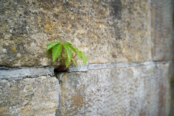 Борьба Выживание Растения Трещине Стены — стоковое фото