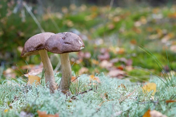 Dois Cogumelos Bétula Leccinum Scabrum Outono Floresta — Fotografia de Stock