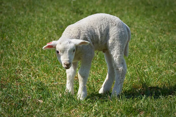 newborn young lamb on a meadow in spring