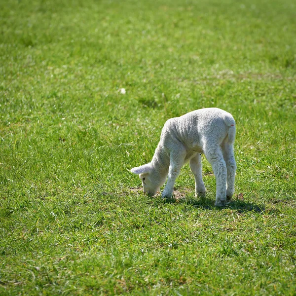 Giovane Pecora Appena Nata Prato Primavera — Foto Stock