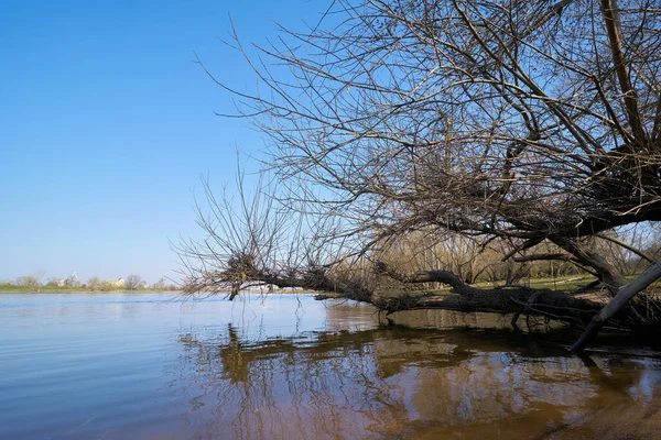 Willow Banks River Elbe Herrenkrug Magdeburg Germany — Stock Photo, Image