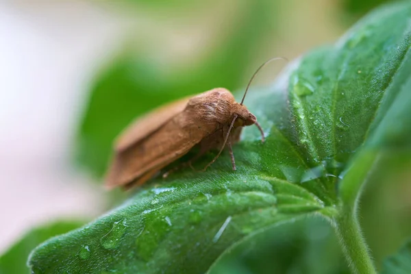 Polilla Búho Noctua Viene Hoja Geranio Después Una Lluvia — Foto de Stock