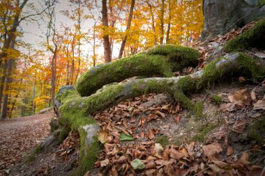 Çek Cumhuriyeti 'nde Karlovy Vary yakınlarındaki sonbahar ormanında bir yürüyüş yolunda ağaç kökleri.