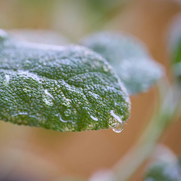 Eau Tombe Sur Feuille Une Sauge Après Une Pluie — Photo