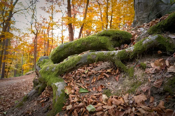 Raízes Árvores Uma Trilha Caminhada Floresta Outonal Perto Karlovy Vary — Fotografia de Stock