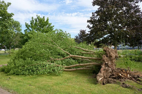 Fallen Tree Heavy Storm City Centre Magdeburg Germany — Stock Photo, Image