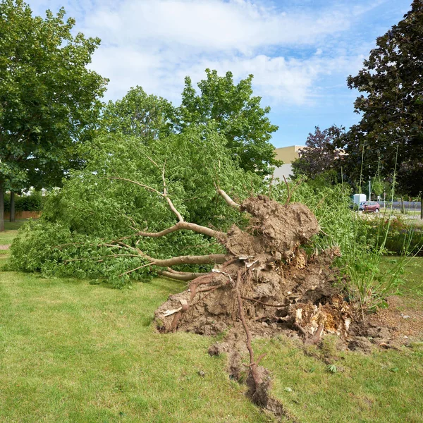 ドイツのマクデブルク市内中心部で激しい嵐の後の倒木 — ストック写真