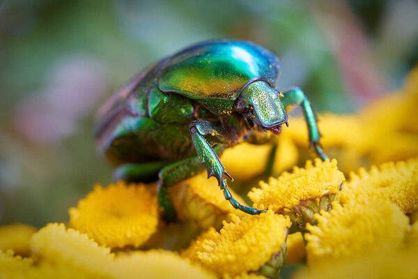  Rose beetle (Cetonia aurata) on a flower in the garden                              