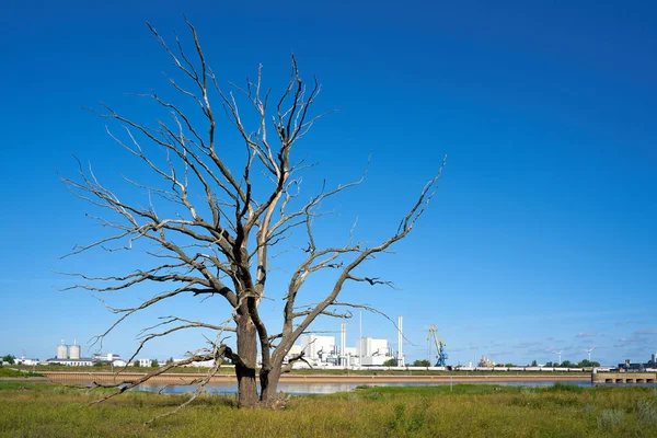 Dead Tree Banks Elbe Magdeburg Background Industrial Area Rothensee — Stock Photo, Image