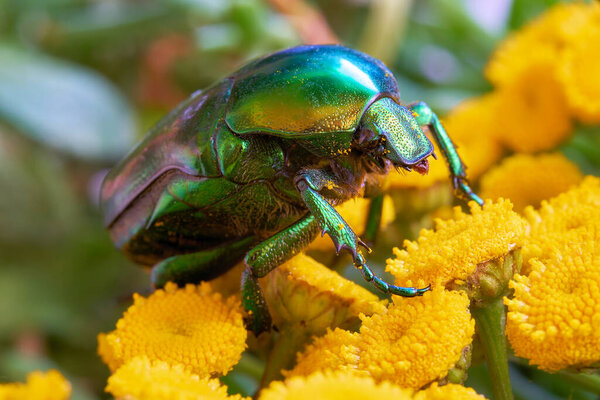  Rose beetle (Cetonia aurata) on a yellow flower in the garden                              