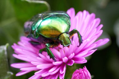  Bahçedeki pembe çiçekte gül böceği (Cetonia aurata)                              