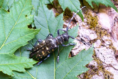   Asya Longhorn böceği (Anoplophora glabripennis) Almanya 'nın Magdeburg kentindeki karantina bölgesinde nadir sararan noktalara sahiptir.                              