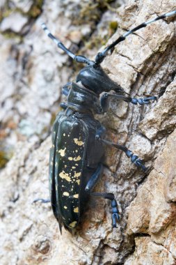   Asian longhorn beetle (Anoplophora glabripennis) with rare yellowing of the points in the quarantine area in Magdeburg in Germany                               clipart