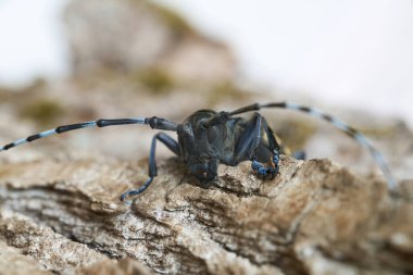    Magdeburg 'daki karantina bölgesinde Asya' lı bir uzun boynuzlu böceğin (Anoplophora glabripennis) kafasının ön görüntüsü                           