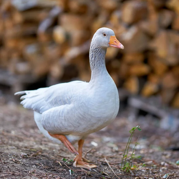 Single Curious Goose Farm Germany — Stock Photo, Image