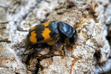 Close-up of a gravedigger beetle (Nicrophorus investigator) on a tree trunk                                 clipart