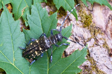 Asya Longhorn böceği (Anoplophora glabripennis) Almanya 'nın Magdeburg kentindeki karantina bölgesinde nadir sararan noktalara sahiptir.                              