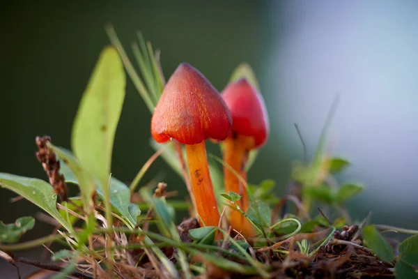 Witch Hat Hygrocybe Conica Meadow Park Autumn — Stock Photo, Image