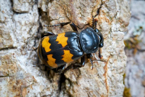Close Gravedigger Beetle Nicrophorus Investigator Tree Trunk — Stock Photo, Image