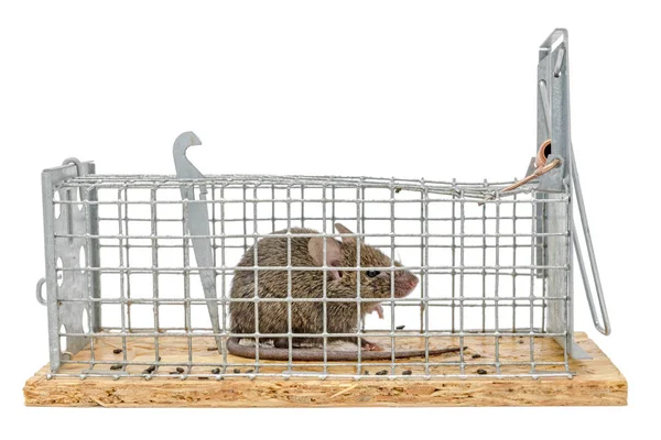 Kleine Maus sitzt vor verschwommenem Hintergrund in einer Drahtfalle gefangen — Stockfoto