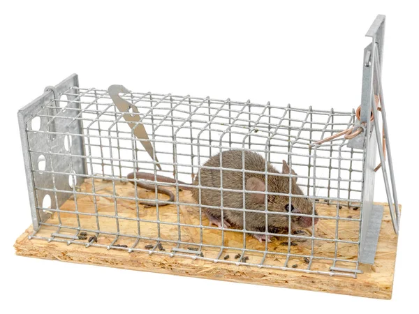 Μικρό Ποντίκι Βρίσκεται Παγιδευμένος Μια Παγίδα Σύρμα Θολή Φόντο Που — Φωτογραφία Αρχείου