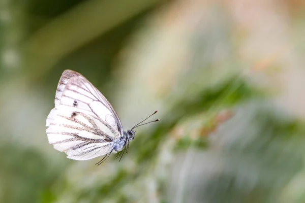 Fliegender Weißer Schmetterling Vor Verschwommenem Grünem Hintergrund Mit Kopierraum — Stockfoto