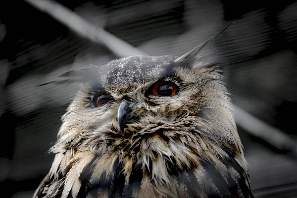 Soft-drawn portrait of an old owl in front of dark background