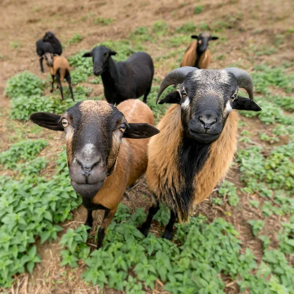 Dos Ovejas Camerunesas Macho Hembra Están Lado Lado Pasto — Foto de Stock