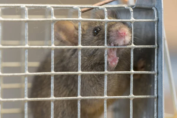 在模糊的背景下 小老鼠被困在铁丝网里 — 图库照片