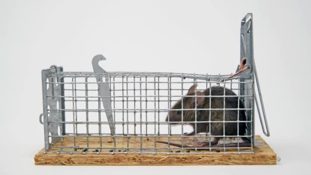 Young Mouse Sitting Trap Trying Come Out Front White Background — Stockvideo