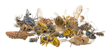 Bir yığın içinde bir sürü farklı ölü böcek var. Beyazda izole edilmiş