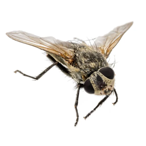 Closeup Dead Fly Twisted Head Isolated White — Stock Photo, Image