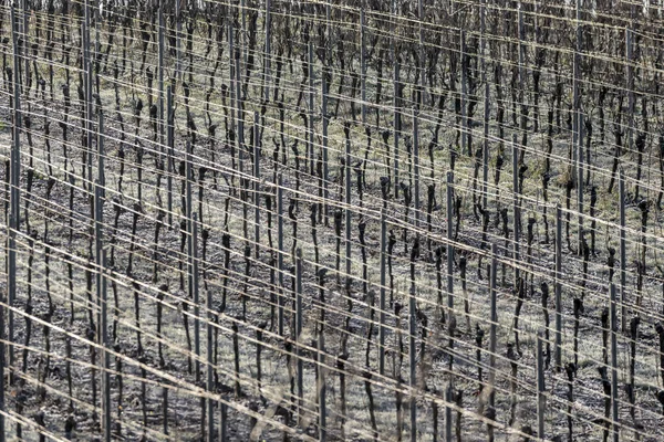 Vineyard with grapevines rows in frost with shiny wire ropes frame-filling as background