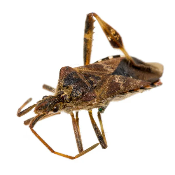 Gros Plan Insecte Brun Mort Cafard Isolé Sur Blanc — Photo