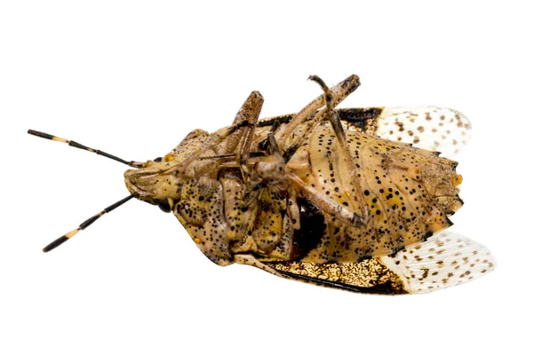 Primer Plano Insecto Marrón Muerto Cucaracha Aislada Blanco —  Fotos de Stock
