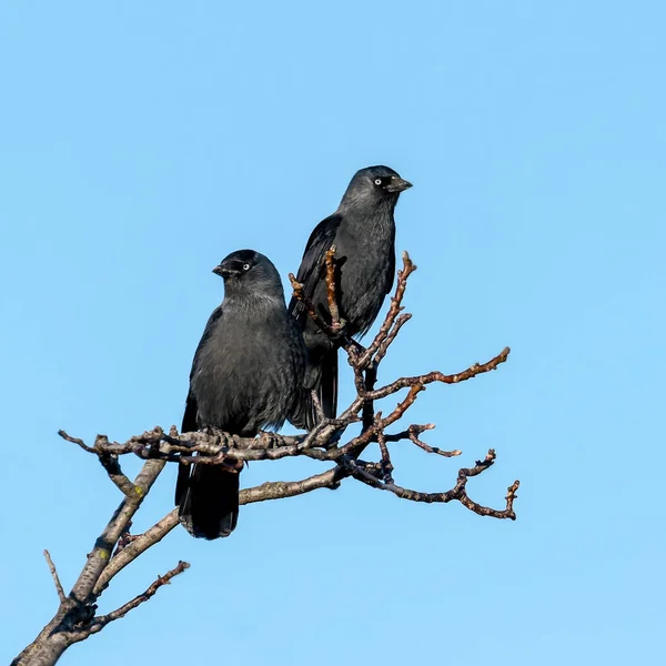 Deux Jackdaws Noirs Assis Sur Une Branche Contre Ciel Bleu — Photo