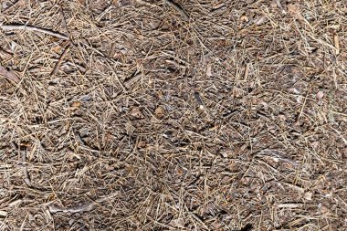 Arka plan olarak Çam iğneleri ve küçük dalları ile orman zemini