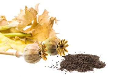 Tohum pods ve yaprakları, üzerinde beyaz izole ile taze haşhaş tohumu