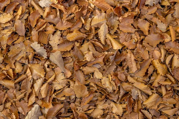 Arka plan olarak sonbahar kayın ağacı ve meşe yaprağı ile tam boyutlu orman zemini