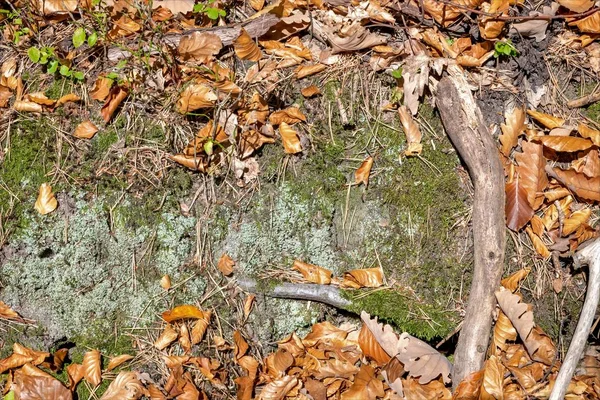 Pavimento Forestale Autunnale Con Foglie Faggio Quercia Muschio Verde Rocce — Foto Stock