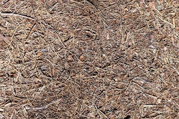 Forest floor with pine needles and small branches as background