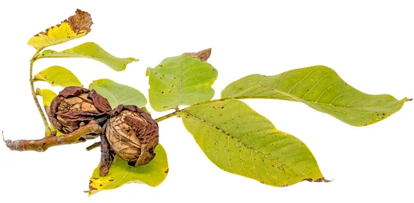 Dos Nueces Maduras Rama Con Hojas Aisladas Blanco —  Fotos de Stock