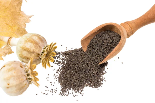 Tohum pods ve yaprakları, üzerinde beyaz izole ile taze haşhaş tohumu