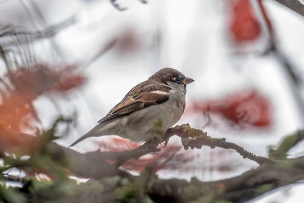 Mužské sparrow sedí v hustém křoví zimní — Stock fotografie