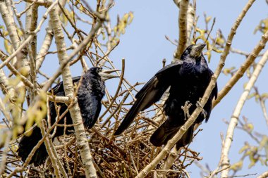 Crows couple sits in its nest on a tree clipart